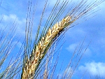 Orge... un ingrdient indispensable